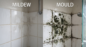 difference between mould and mildew